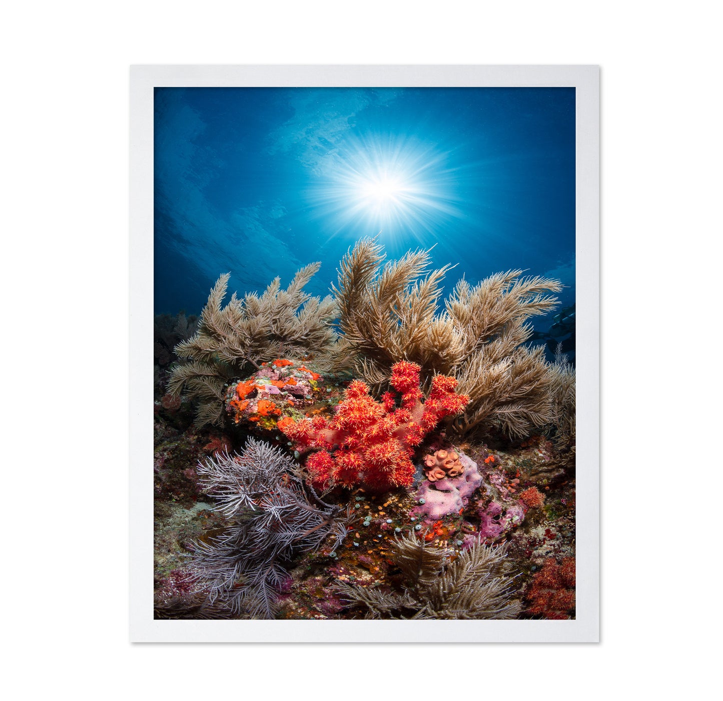 Underwater Garden