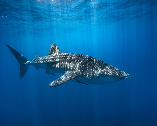 Whale Shark In The Blue
