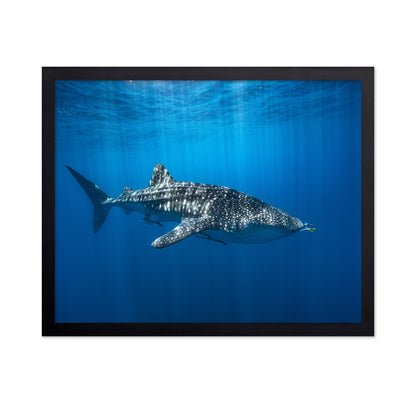 Whale Shark In The Blue