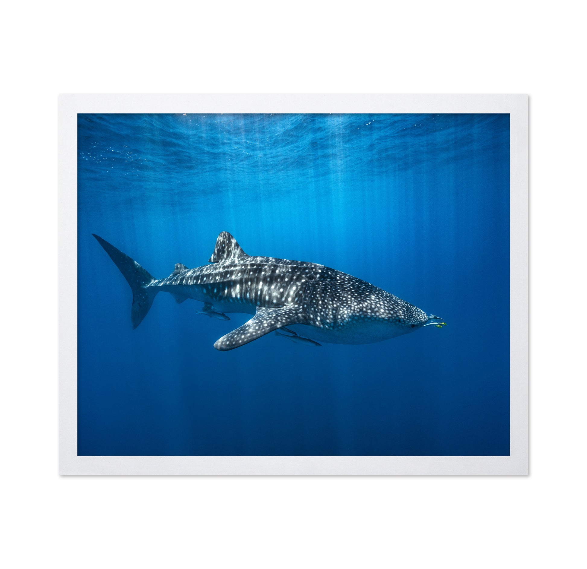 Whale Shark In The Blue