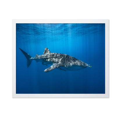 Whale Shark In The Blue