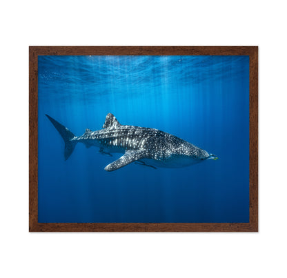 Whale Shark In The Blue