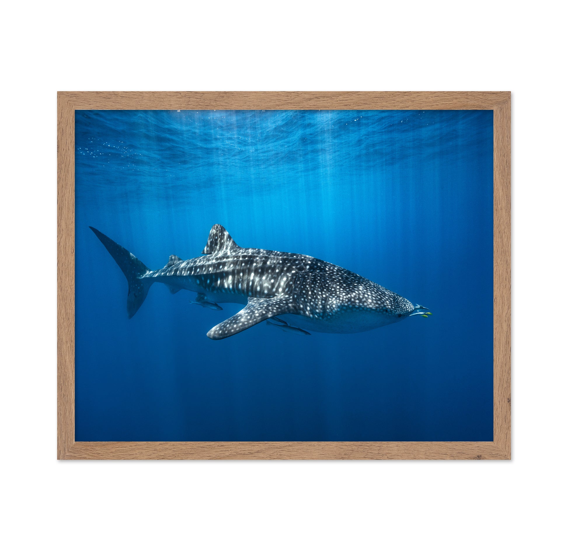 Whale Shark In The Blue