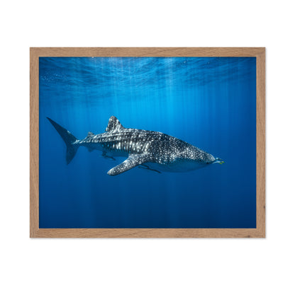 Whale Shark In The Blue