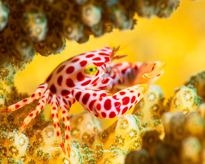 Red -Spotted Guard Crab
