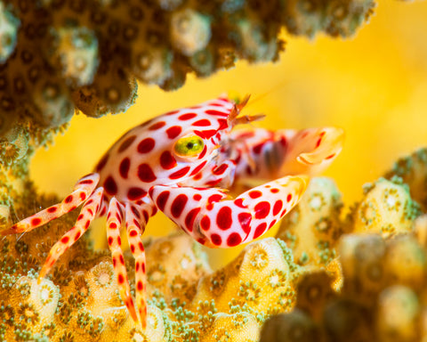 Red -Spotted Guard Crab
