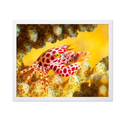 Red -Spotted Guard Crab