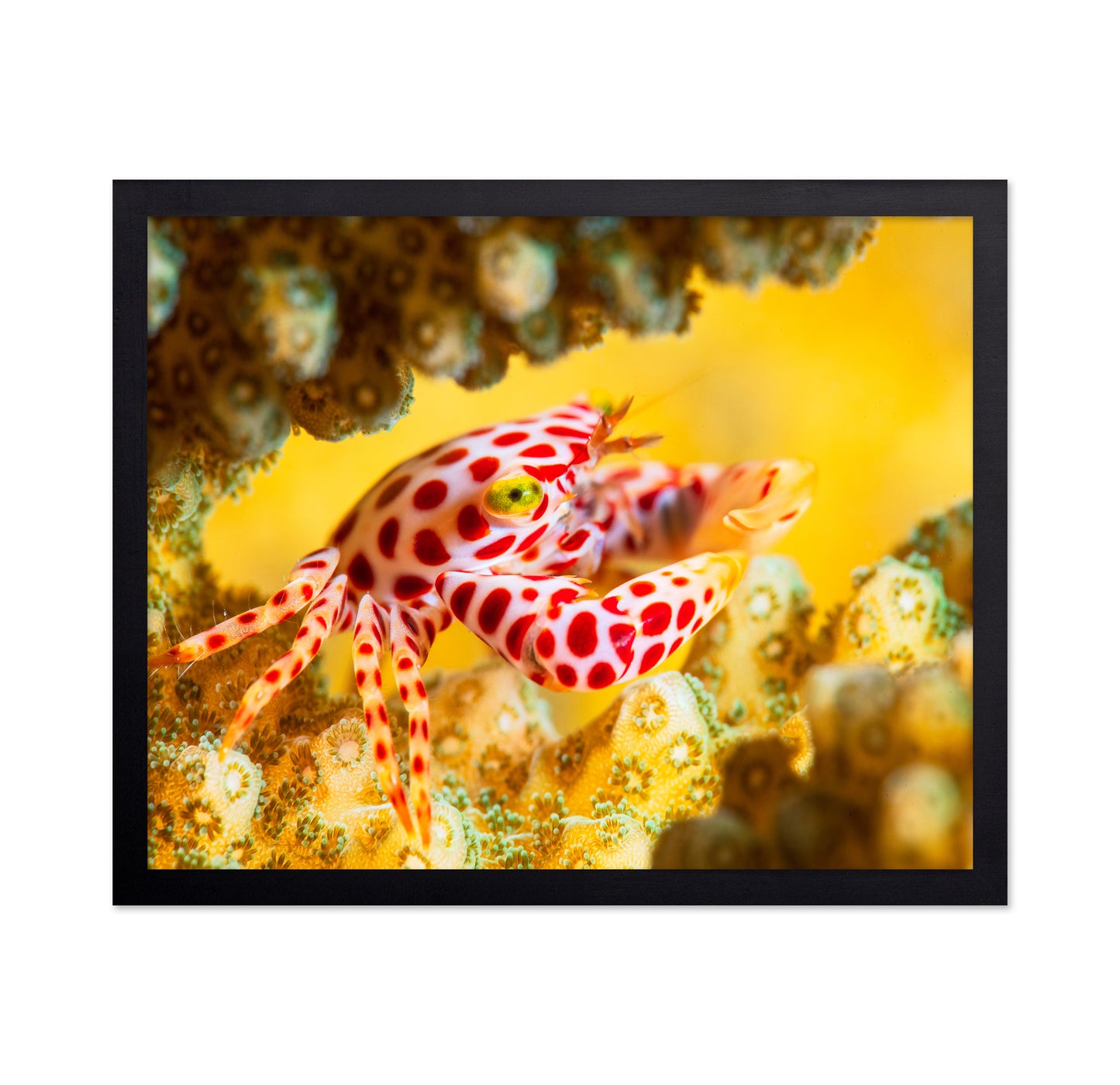 Red -Spotted Guard Crab