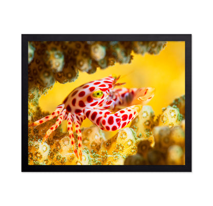 Red -Spotted Guard Crab