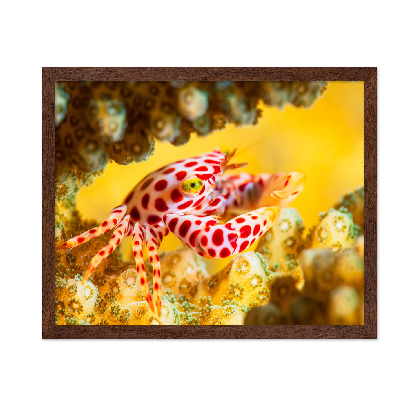 Red -Spotted Guard Crab