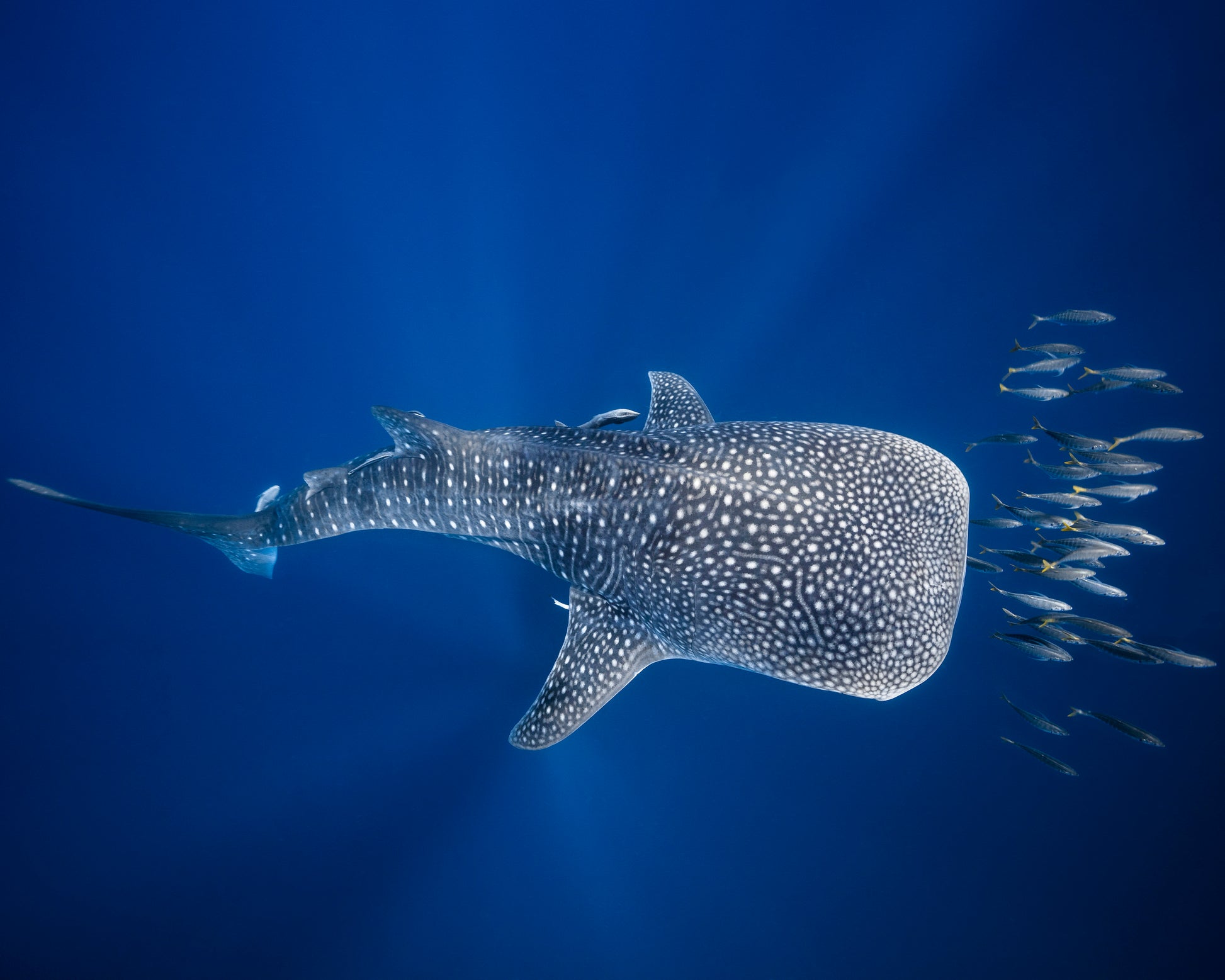 Whale Shark And Tuna Shoal