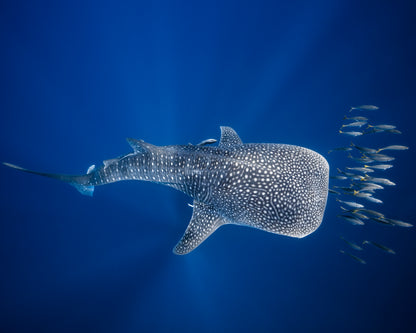 Whale Shark And Tuna Shoal