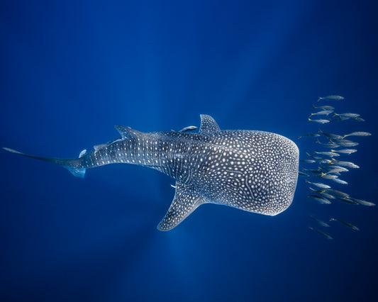 Whale Shark And Tuna Shoal