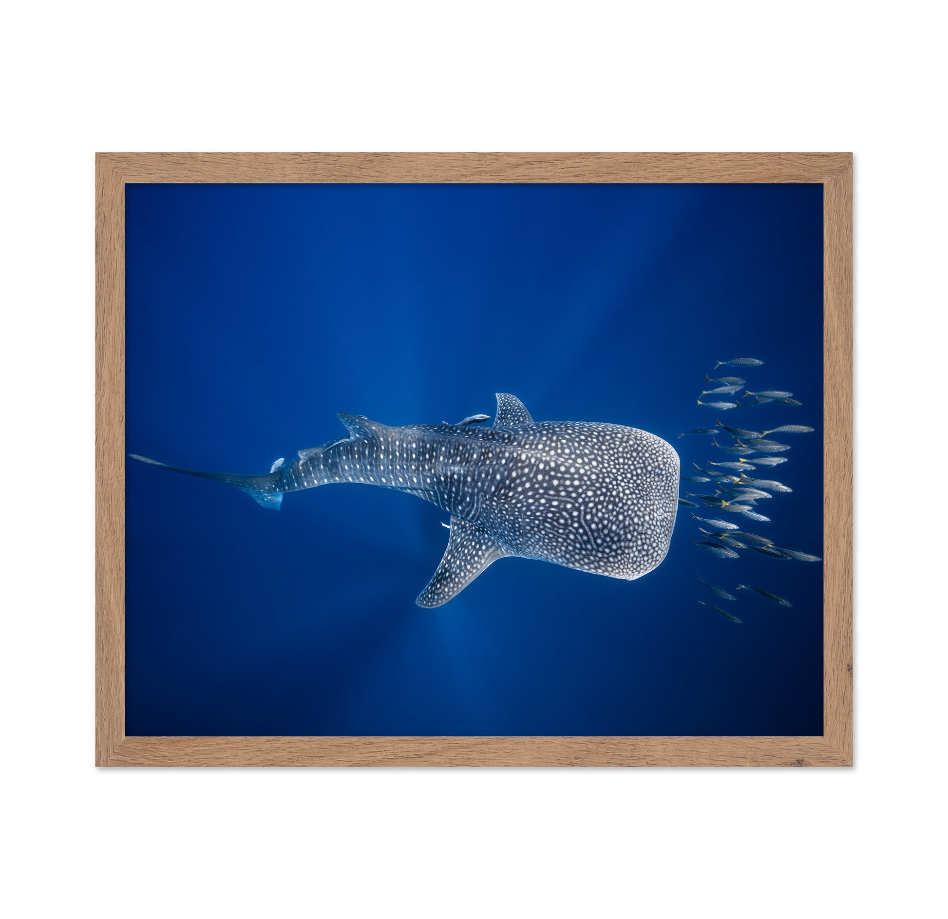Whale Shark And Tuna Shoal