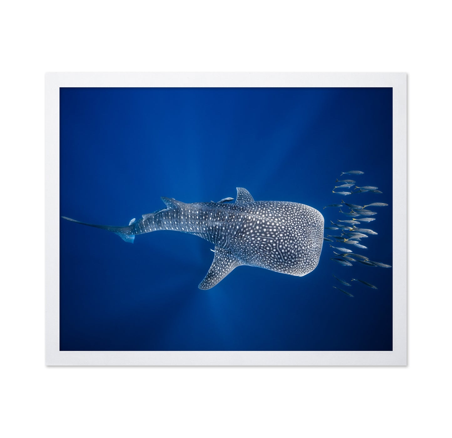 Whale Shark And Tuna Shoal