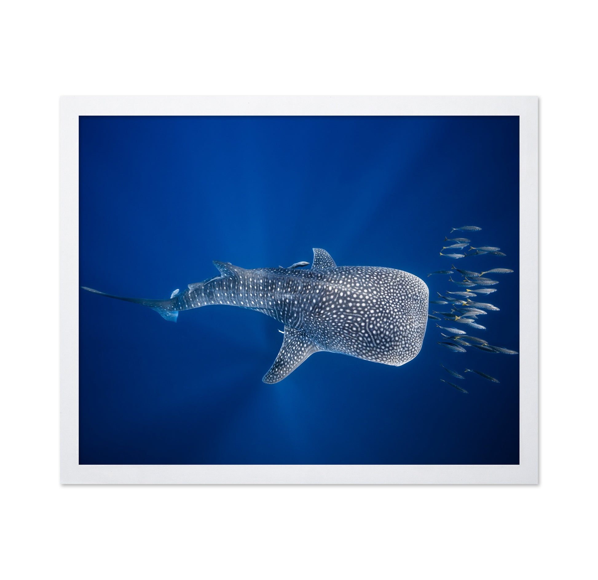 Whale Shark And Tuna Shoal