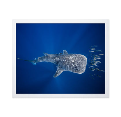 Whale Shark And Tuna Shoal