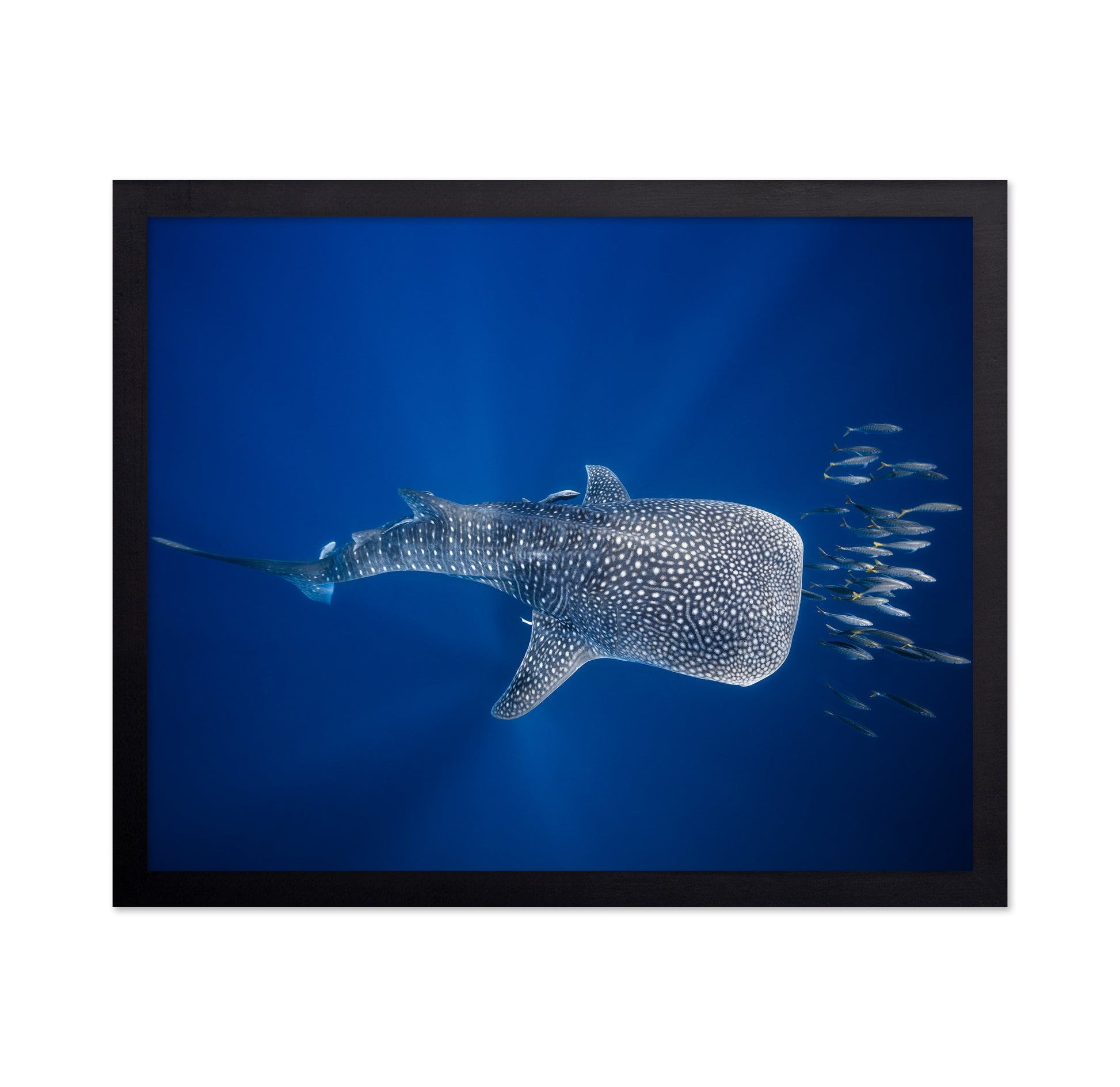 Whale Shark And Tuna Shoal