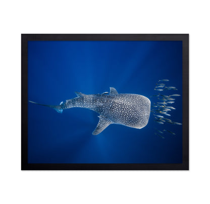 Whale Shark And Tuna Shoal