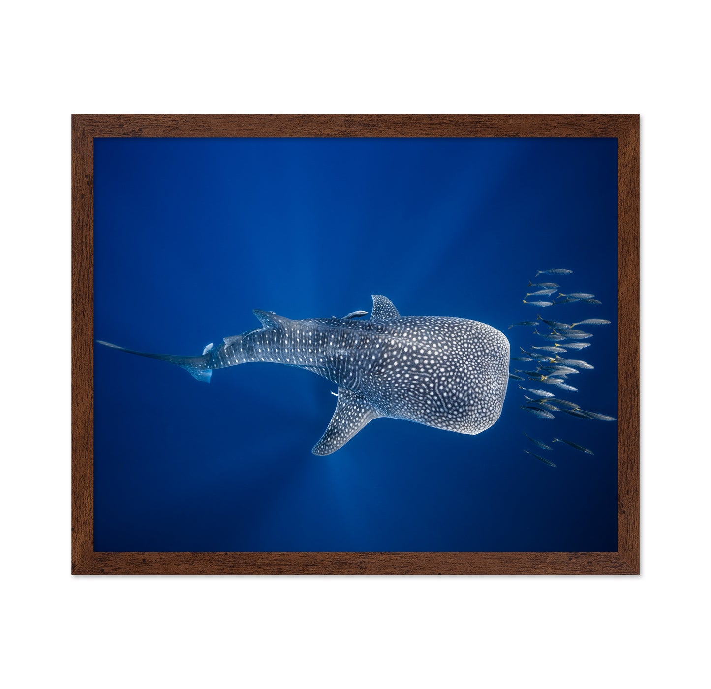 Whale Shark And Tuna Shoal
