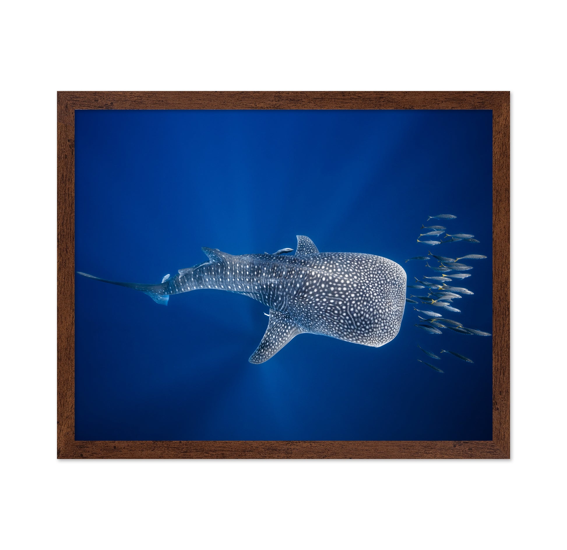 Whale Shark And Tuna Shoal