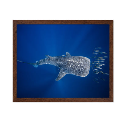 Whale Shark And Tuna Shoal
