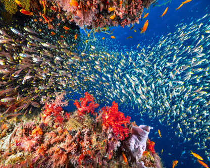 Reef Life No 3