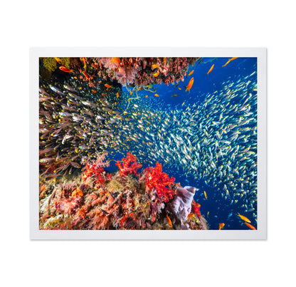 Reef Life No 3