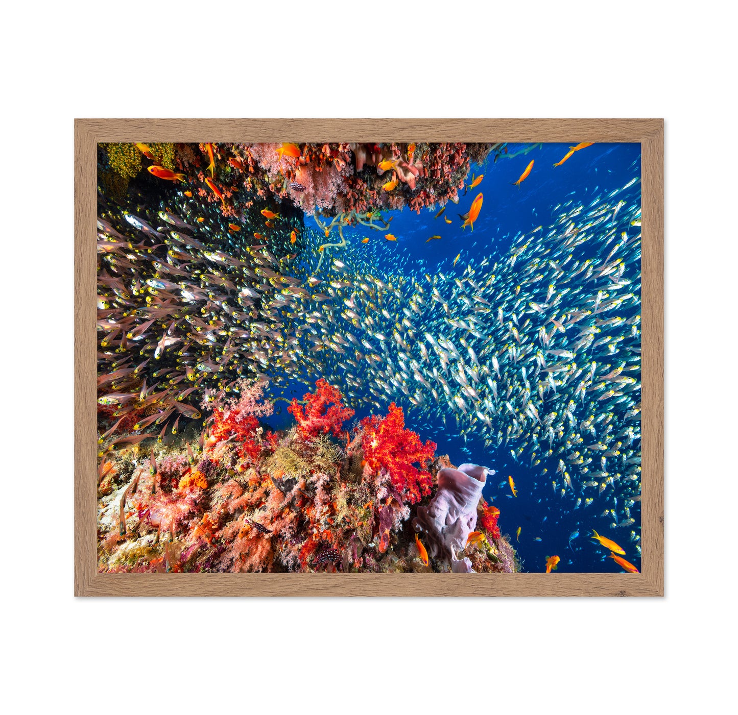 Reef Life No 3
