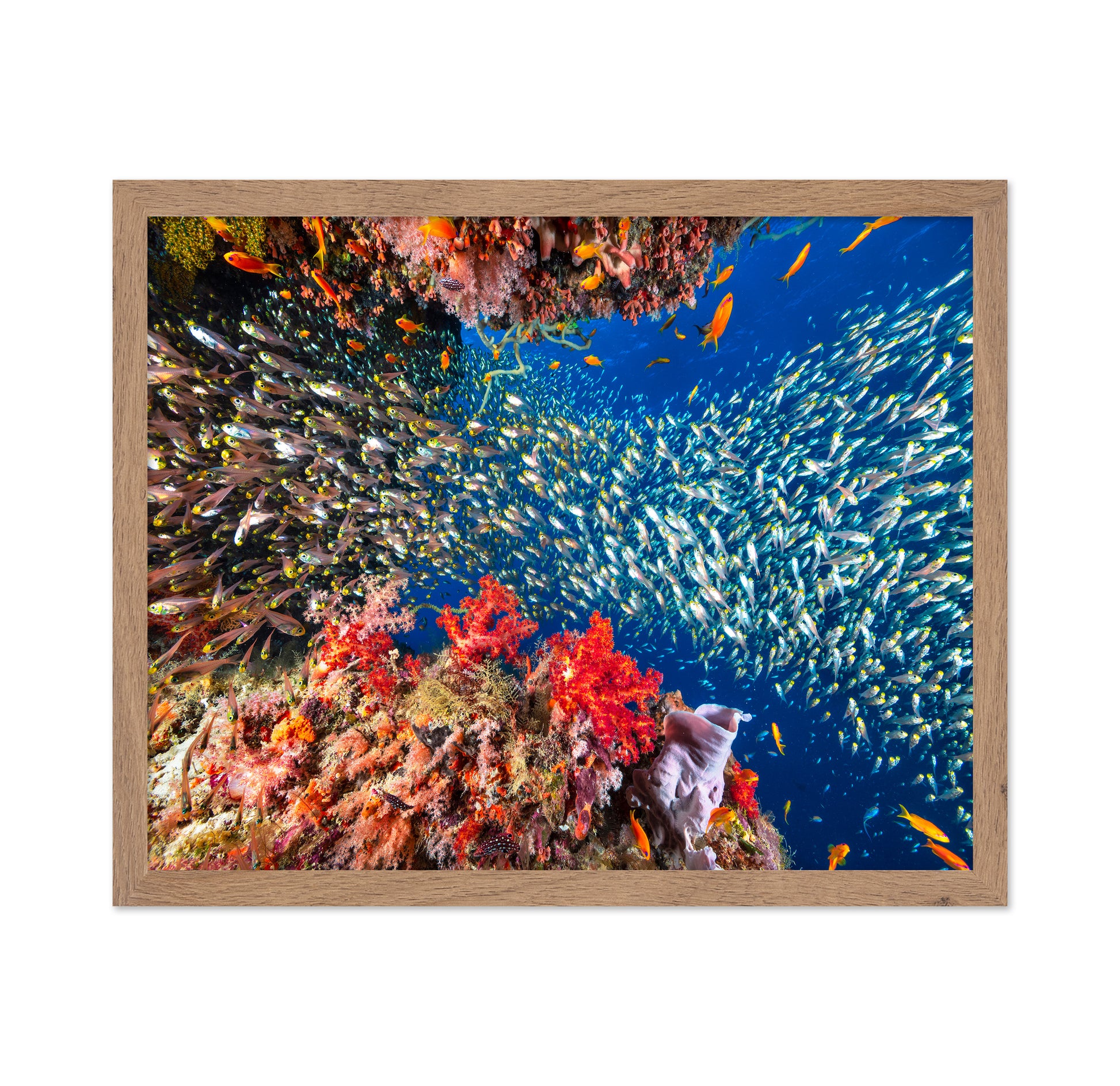 Reef Life No 3