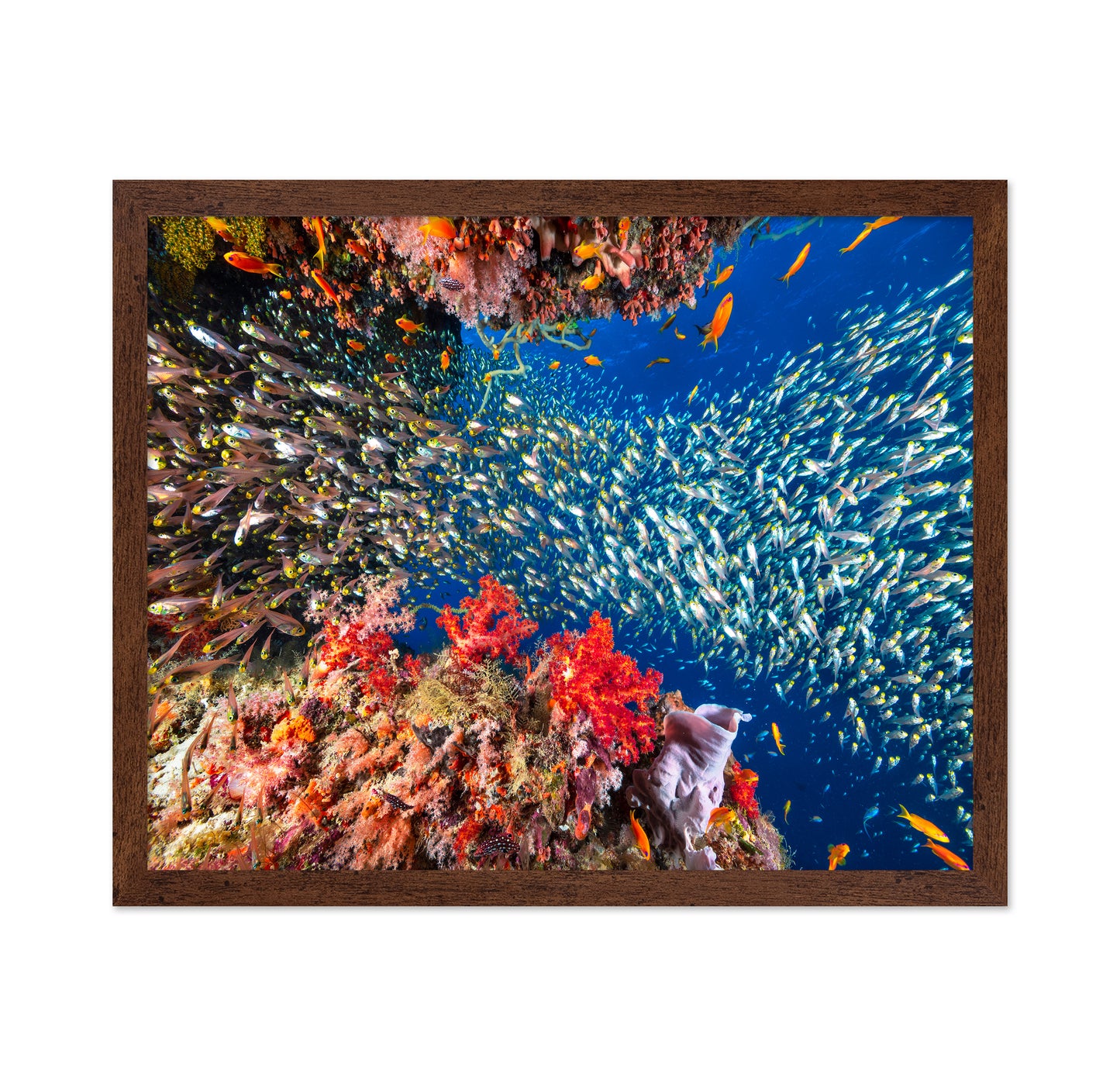 Reef Life No 3