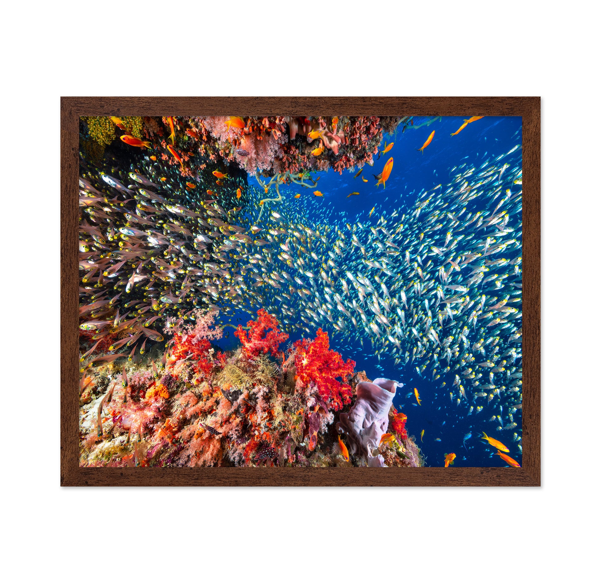 Reef Life No 3