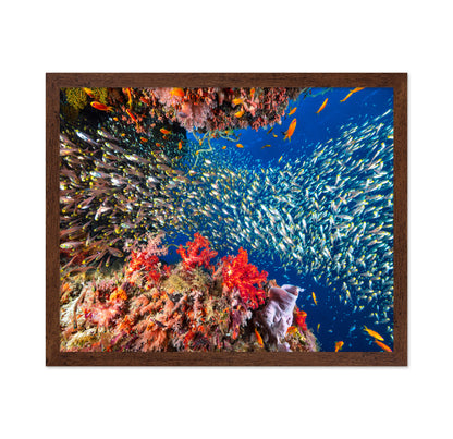 Reef Life No 3