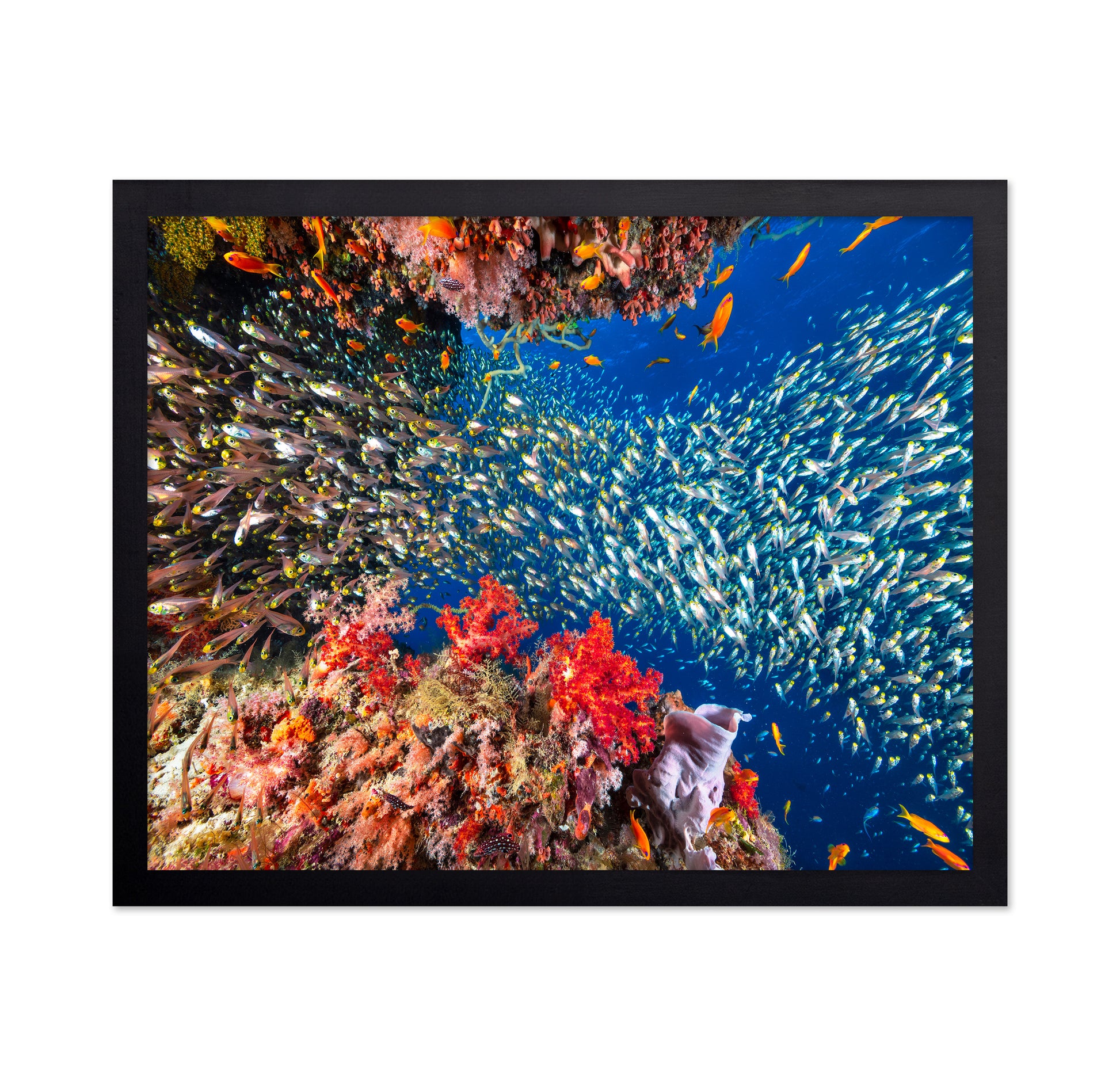 Reef Life No 3