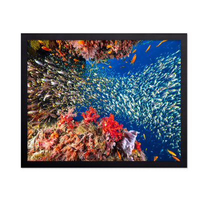 Reef Life No 3