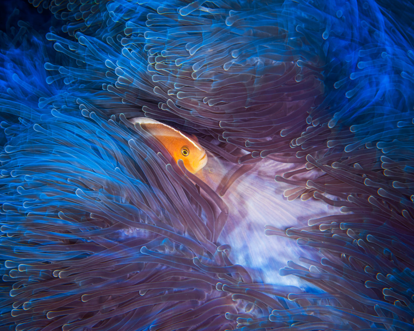 Skunk Clownfish