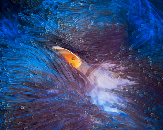 Skunk Clownfish