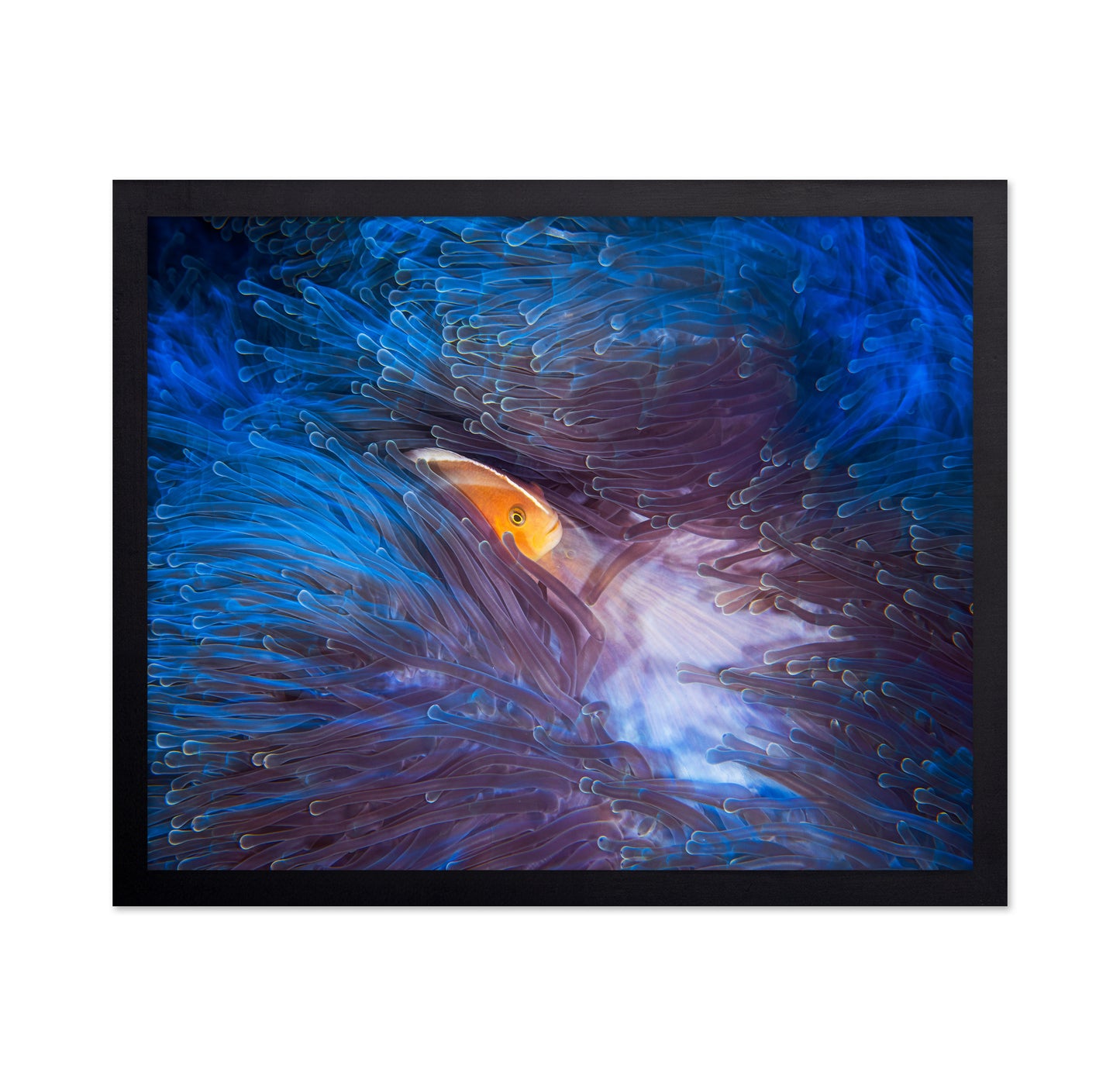 Skunk Clownfish