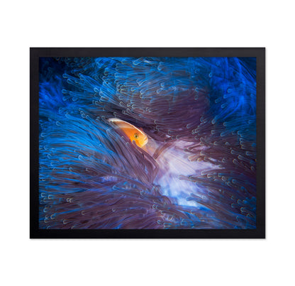 Skunk Clownfish