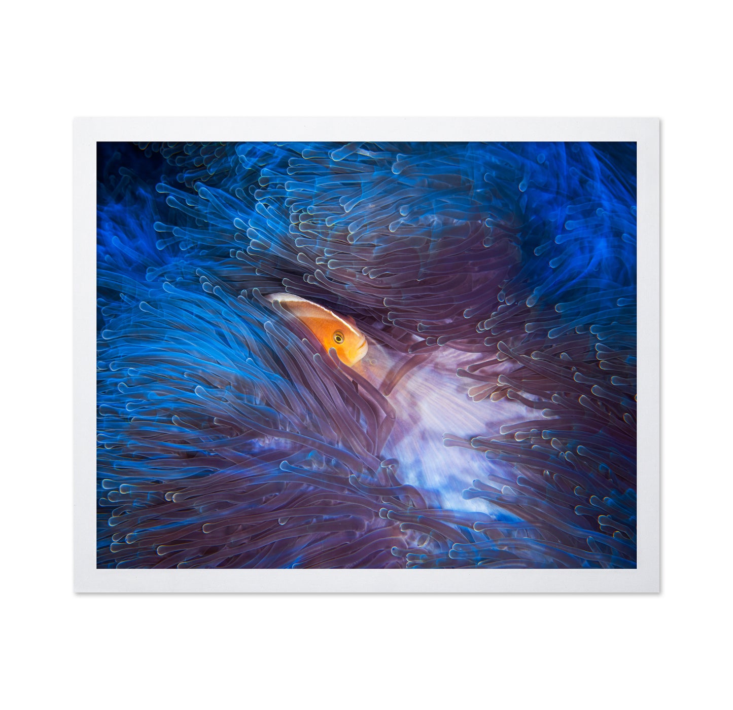 Skunk Clownfish