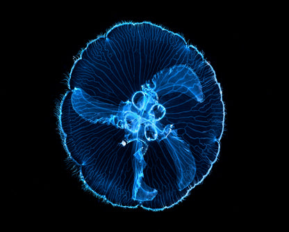 Moon Jellyfish