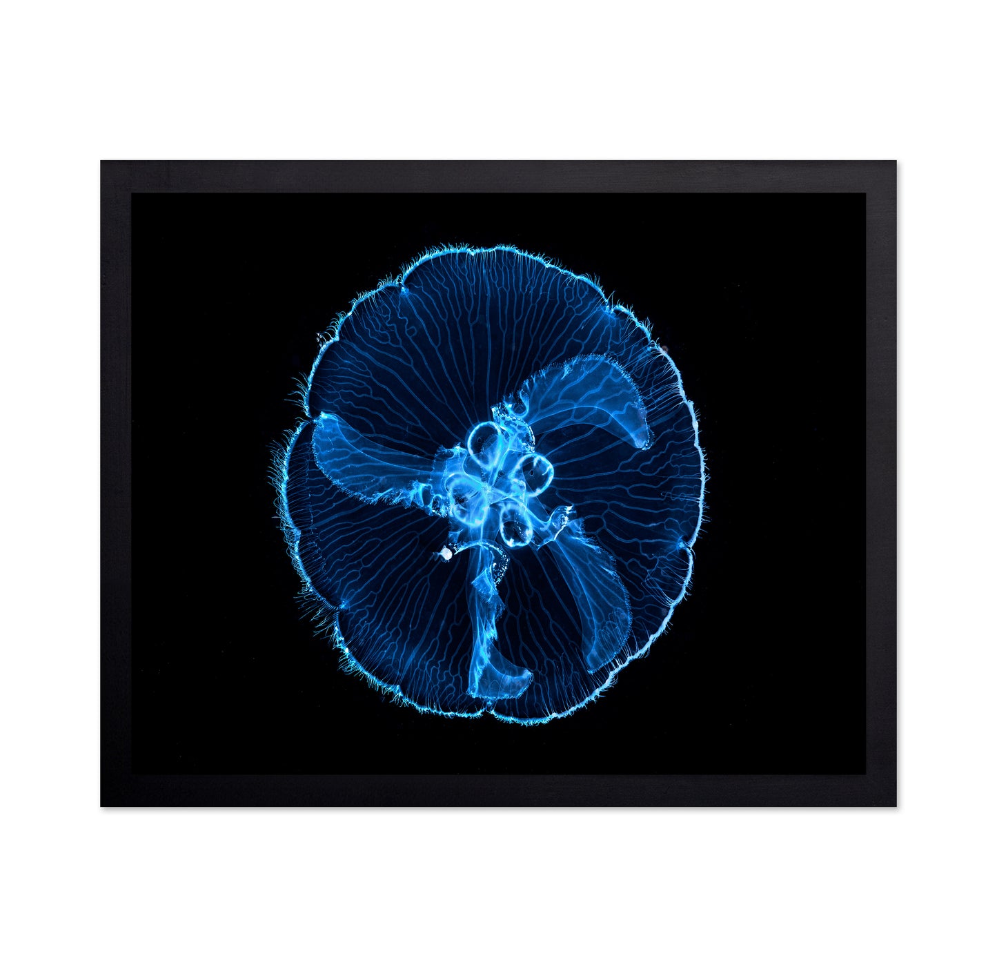 Moon Jellyfish
