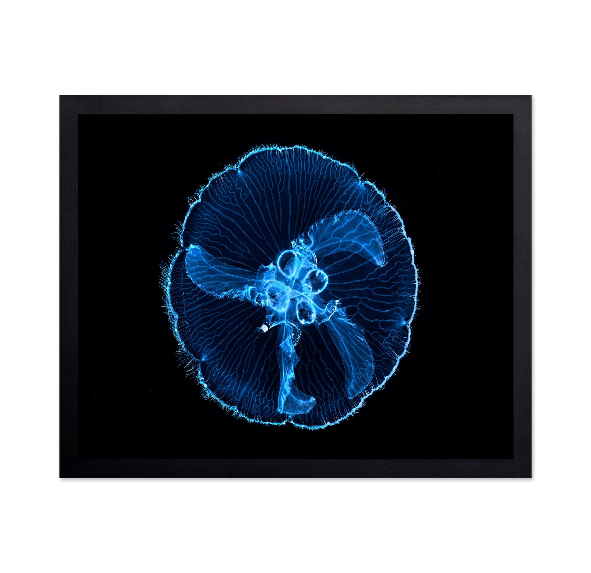 Moon Jellyfish
