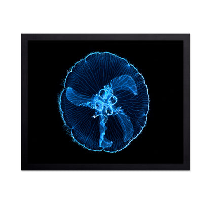 Moon Jellyfish