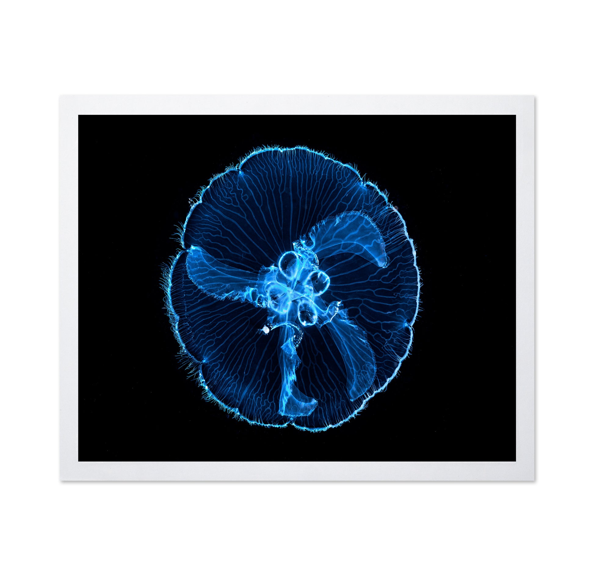 Moon Jellyfish