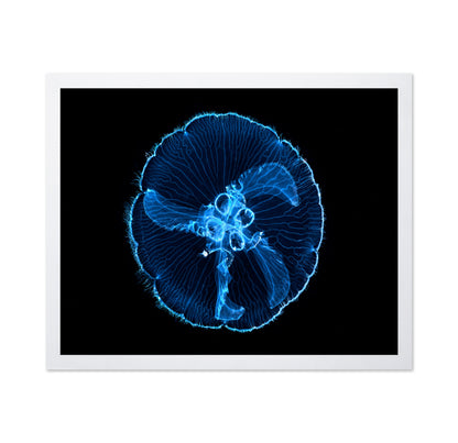 Moon Jellyfish