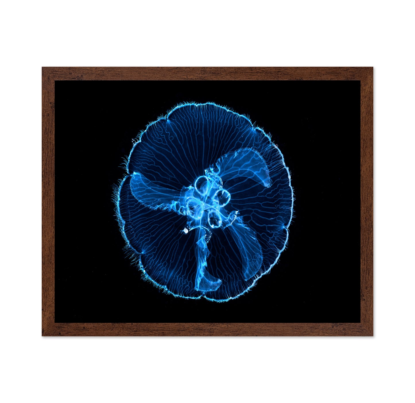 Moon Jellyfish