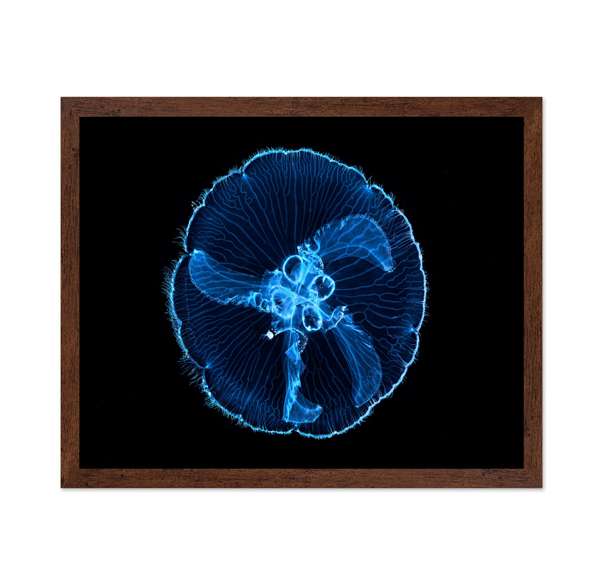 Moon Jellyfish