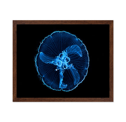 Moon Jellyfish