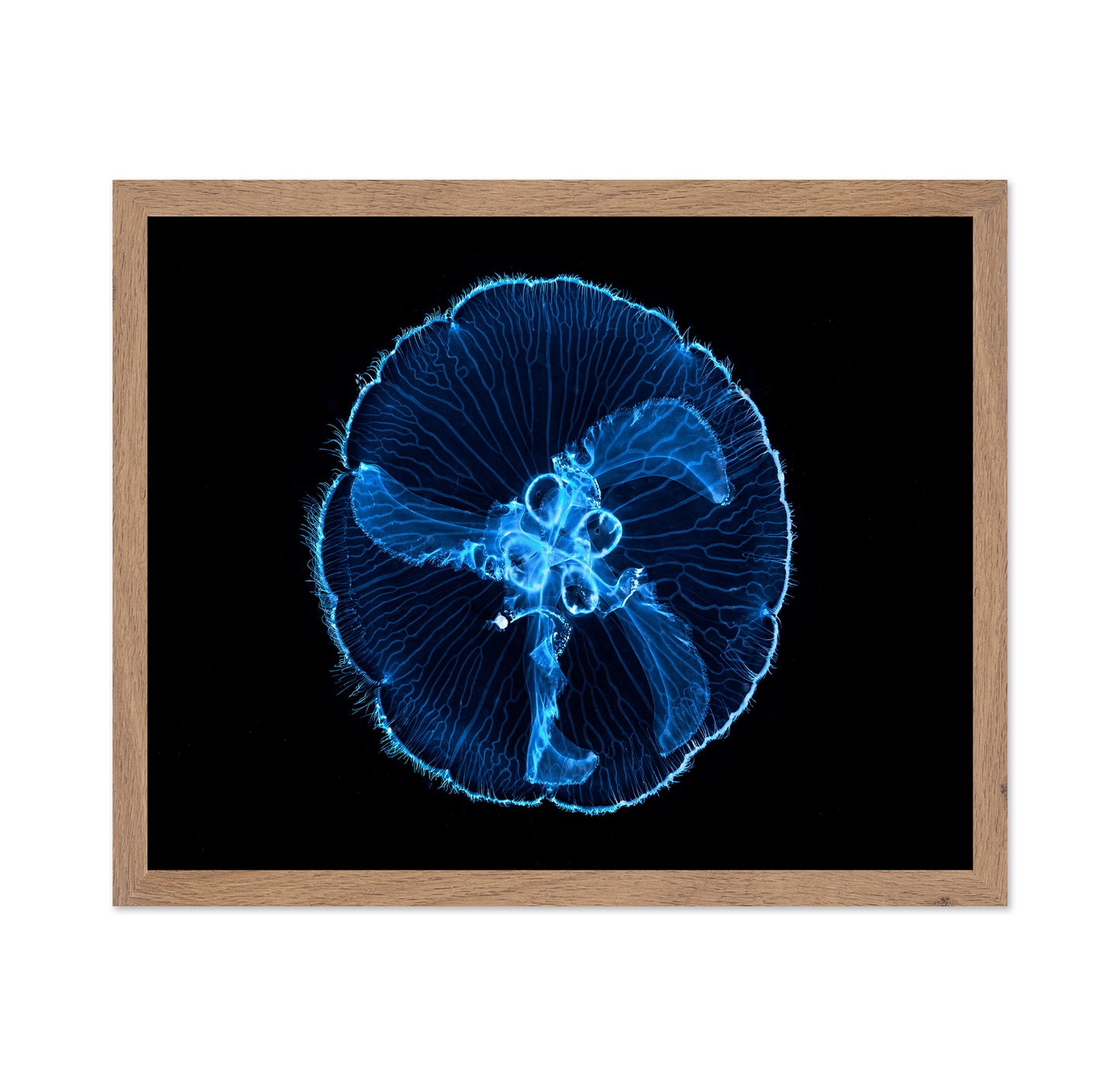 Moon Jellyfish
